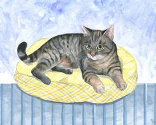 Kuddkatt