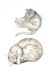 Två kattstudier