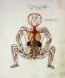 Arabisk medicin: blodcirkulation och matsmältningssystem. Miniatyr ur anatomimanuskriptet «Tashrih bi al-Taswir» (Kroppens anatomi) av Mansur ibn Ilyas (omkring 1390), 1600-talet, Istanbul, universitetsbibliotek