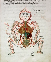 Arabisk medicin: "" blodcirkulation och matsmältningssystem"" Miniatyr av anatomimanuskriptet "" Tashrih bi al-Taswir"" (kroppens anatomi) av Mansur (Mansur) ibn Ilyas (cirka 1390) 1600-talets Istanbul, universitetsbiblioteket