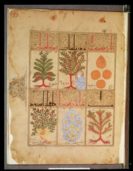 Ms. Arabe 2964 fol.57 Medicinalväxter för theriac, från Treatise of Theriac after Galien, 1217