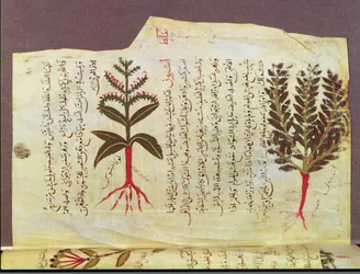 Ms. Arabe 4947 fol.84, Växter från en avhandling av Dioscoride, 1200-talet
