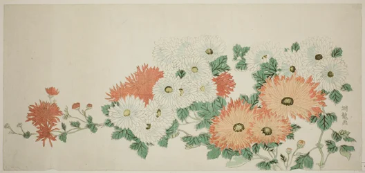 Krysantemum
