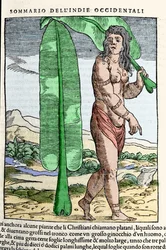 En västindisk inföding som står vid ett tobaksblad. Gravyr från boken "" Navigationi och Viaggi"" vol. III av Giovanni Battista Ramusio (1485-1557), Venedig 1565.