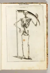 Ett skelett som håller en lie i liemannens stil, ur ”De Anatome Corporis Humani Libri VII” av Guido Guidi