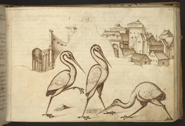 Lägg till. 82955, f.107   Ibisar (