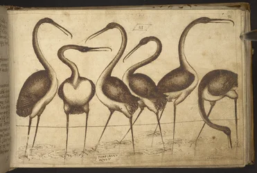 Lägg till. 82955, f.110 Fåglar.   , från Historia Animalium, (bestående av 245 ritningar med penna och bläck av olika djurarter och mytiska varelser, var och en åtföljd av en beskrivning.)    1595