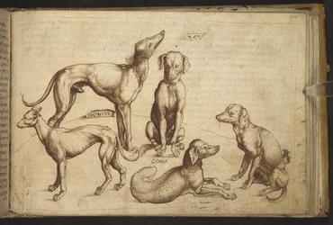 Lägg till. 82955, f.206 Hundar av olika raser ("canis").  , från Historia Animalium, (bestående av 245 ritningar med penna och bläck av olika djurarter och mytiska varelser, var och en åtföljd av en beskrivning.)    1595