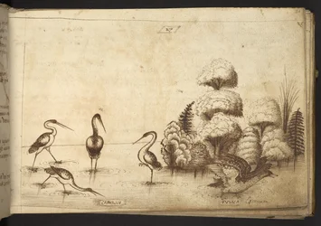 Lägg till. 82955, f.26 Vadarfåglar (