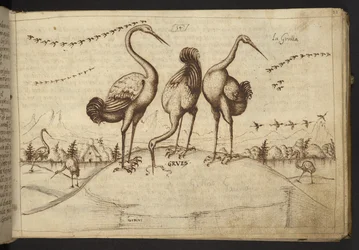 Lägg till. 82955, f.33 Tranor (