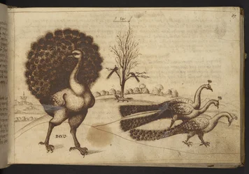 Add. 82955, f.53 Påfåglar ("pavo"), ur Historia Animalium, bestående av 245 teckningar i penna och bläck av olika djurarter och mytiska varelser, var och en åtföljd av en beskrivning, 1595