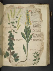 Lägg till MS 41623 f.113r 