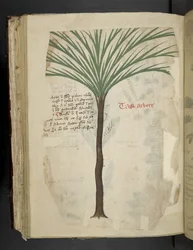 Lägg till MS 41623 f.113v Tarro Arboro, från 