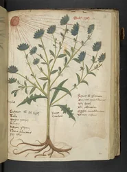 Lägg till MS 41623 f.114r 