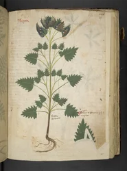 Lägg till MS 41623 f.115r Nepta, från 