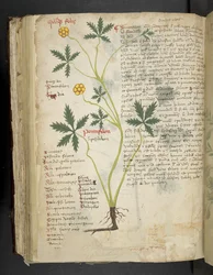 Lägg till MS 41623 f.115v Pentafilon (eller 