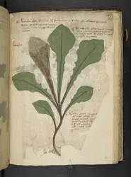 Lägg till MS 41623 f.118r 