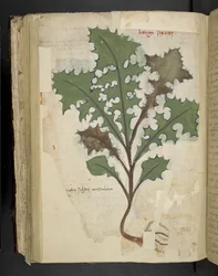 Lägg till MS 41623 f.118v Maskrosblad, från 
