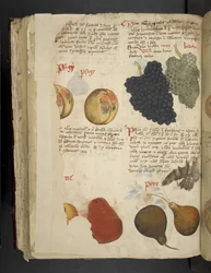 Lägg till MS 41623 f.121v Fruits, från 