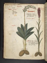 Lägg till MS 41623 f.12v A herbal, Belluno (bläck & färg på veläng)
