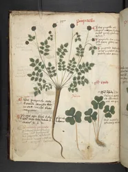 Lägg till MS 41623 f.14v A herbal, Belluno (bläck & färg på veläng)