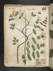 Lägg till MS 41623 f.15v A herbal, Belluno (bläck & färg på veläng)