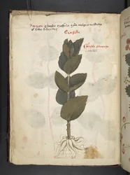 Lägg till MS 41623 f.16v A herbal, Belluno (bläck & färg på veläng)