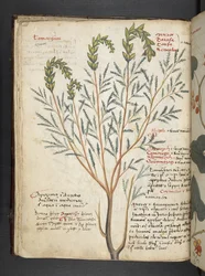 Lägg till MS 41623 f.18v A herbal, Belluno (bläck & färg på veläng)