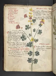 Lägg till MS 41623 f.19v A herbal, Belluno (bläck & färg på veläng)