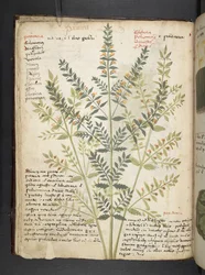 Lägg till MS 41623 f.21v A herbal, Belluno (bläck & färg på veläng)