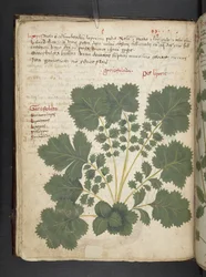 Lägg till MS 41623 f.24v A herbal, Belluno (bläck & färg på veläng)