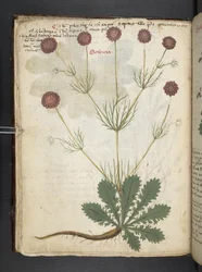 Lägg till MS 41623 f.26v A herbal, Belluno (bläck & färg på veläng)