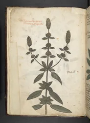 Lägg till MS 41623 f.2v A herbal, Belluno (bläck & färg på veläng)