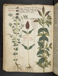 Lägg till MS 41623 f.30v 