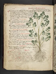 Lägg till MS 41623 f.32v 
