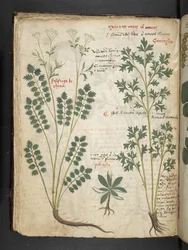 Lägg till MS 41623 f.33v 
