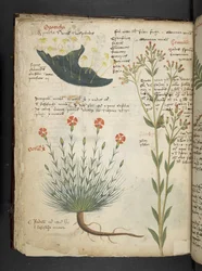 Lägg till MS 41623 f.38v 