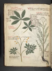 Lägg till MS 41623 f.3v A herbal, Belluno (bläck & färg på veläng)