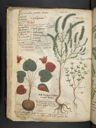 Lägg till MS 41623 f.40v 