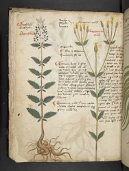Lägg till MS 41623 f.48v 
