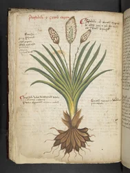 Lägg till MS 41623 f.50v 