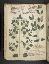 Lägg till MS 41623 f.52v 