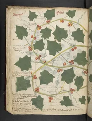 Lägg till MS 41623 f.53v 