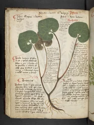 Lägg till MS 41623 f.60v 