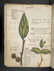 Lägg till MS 41623 f.62v 