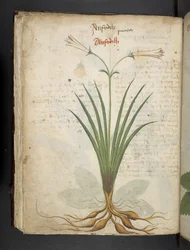 Lägg till MS 41623 f.64v 