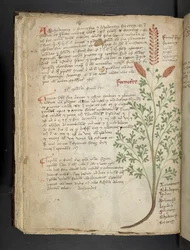 Lägg till MS 41623 f.65v 