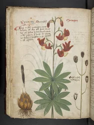 Lägg till MS 41623 f.66v 