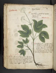 Lägg till MS 41623 f.67v 