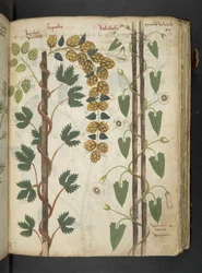 Lägg till MS 41623 f.75r 